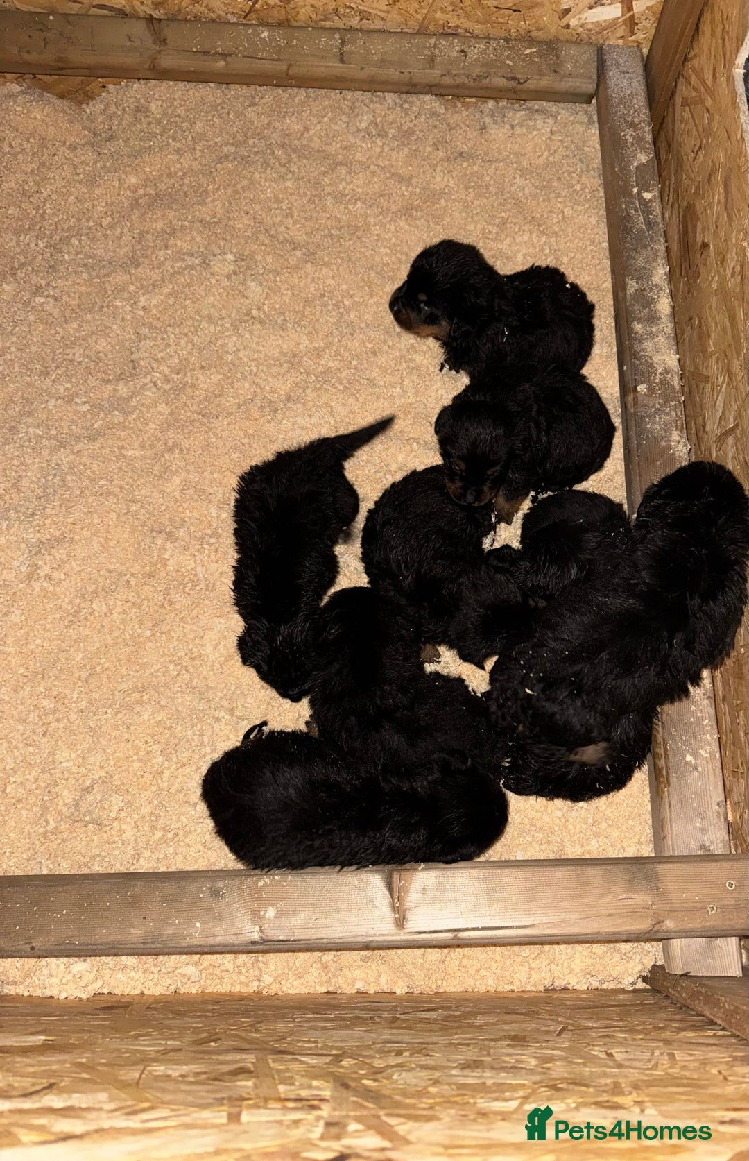 Rottweiler dogs for sale: Rottweiler Puppies - Advert 12