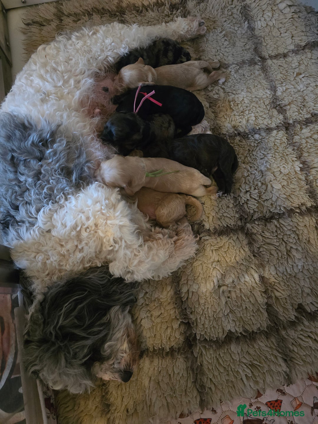 Cavapoo dogs for sale: Beautiful fully health tested cavapoo puppies  - Advert 5