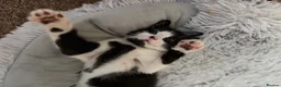Mixed Breed cats for sale:  Beautiful Black & White Kittens Looking for home in Manchester - Advert 13