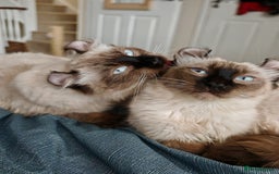 American Curl cats for sale: Two very rare and wonderful kittens for sale - Image 26