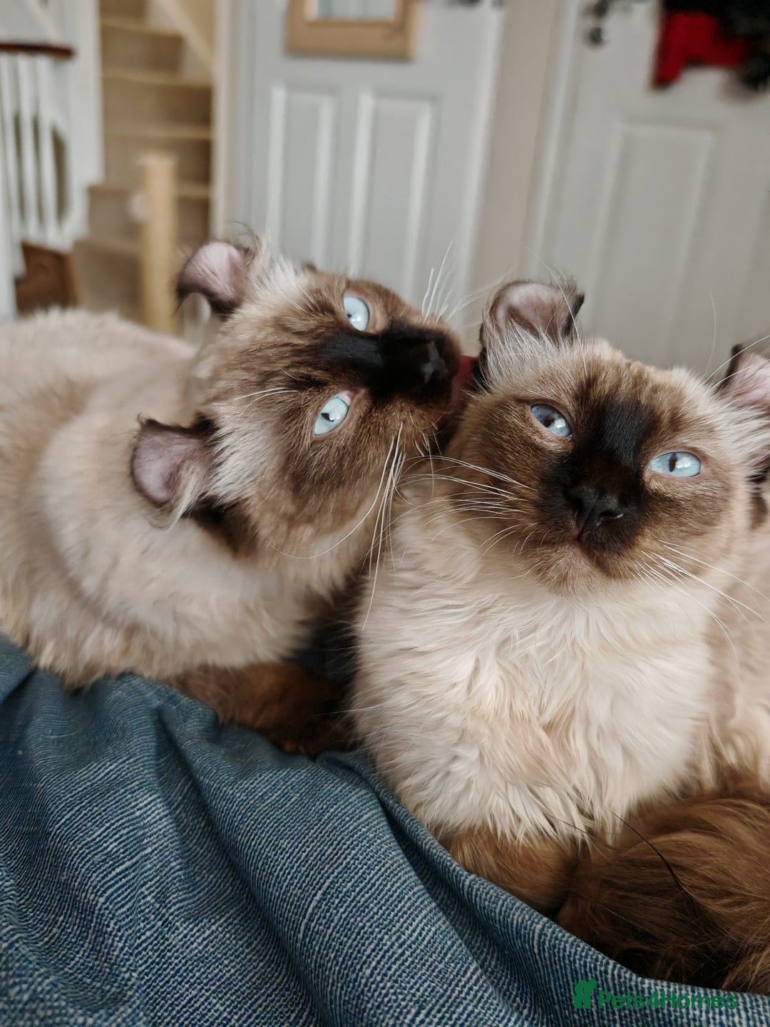 American Curl cats for sale: Two very rare and wonderful kittens for sale - Image 26