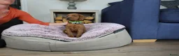Labrador Retriever dogs for sale: DARK RED KC LABRADOR PUPPIES - LICENSED BREEDER  - Advert 16
