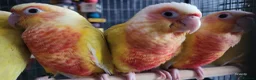 Conures birds for sale: Suncheek baby Handreared Conures - Advert 9