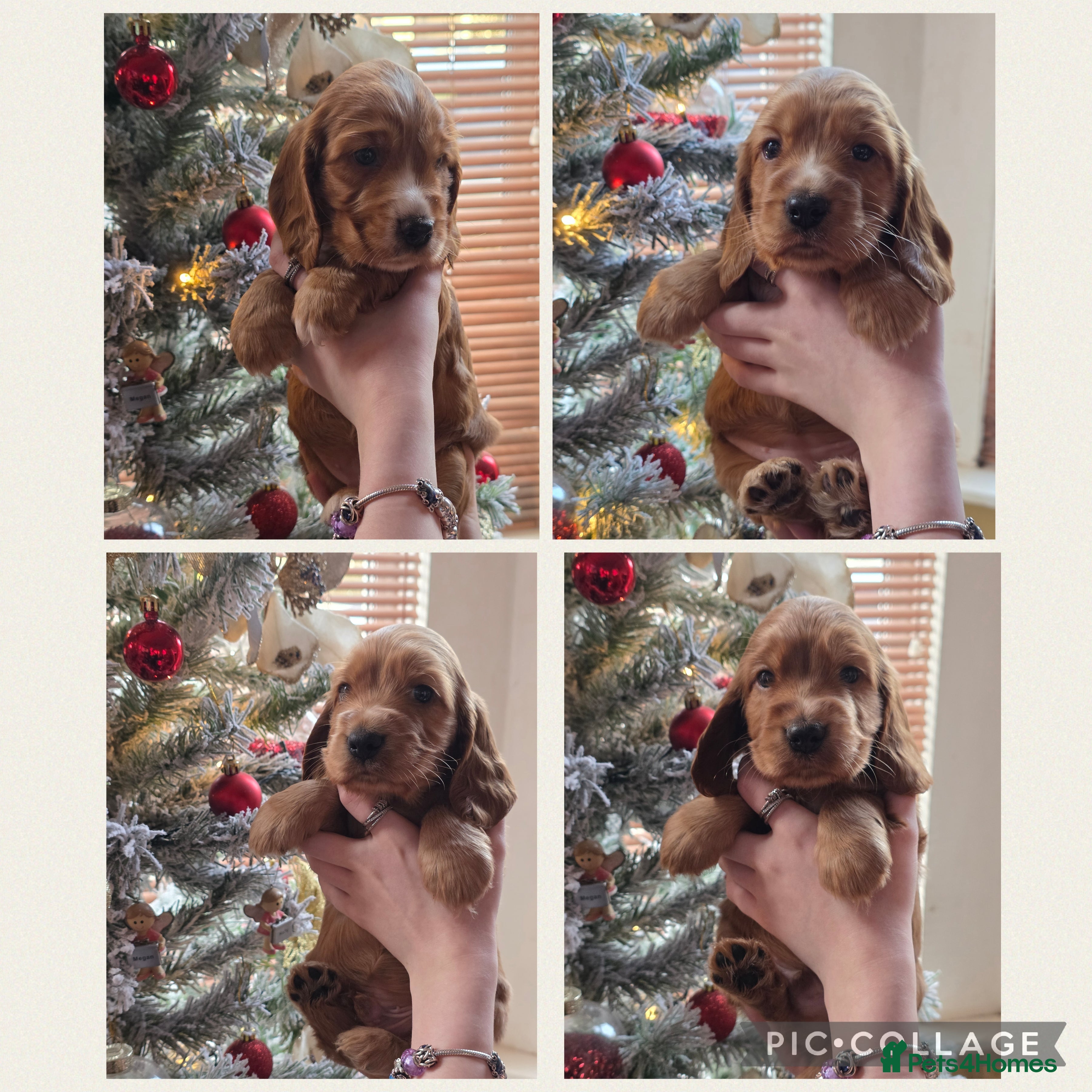 Cocker Spaniel dogs Beautiful heath tested KC Show Cocker Spaniel Pups - Advert 18