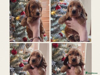 Cocker Spaniel dogs Beautiful heath tested KC Show Cocker Spaniel Pups - Advert 13