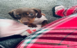 Dachshund dogs for sale: Miniature dachshund female - Advert 3