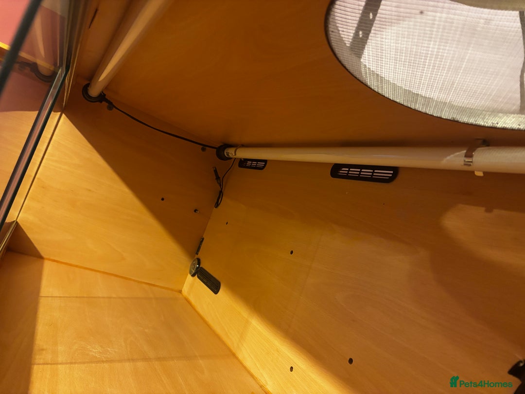 Bearded Dragon reptiles for sale: Complete bearded dragon / vivarium  - Image 7