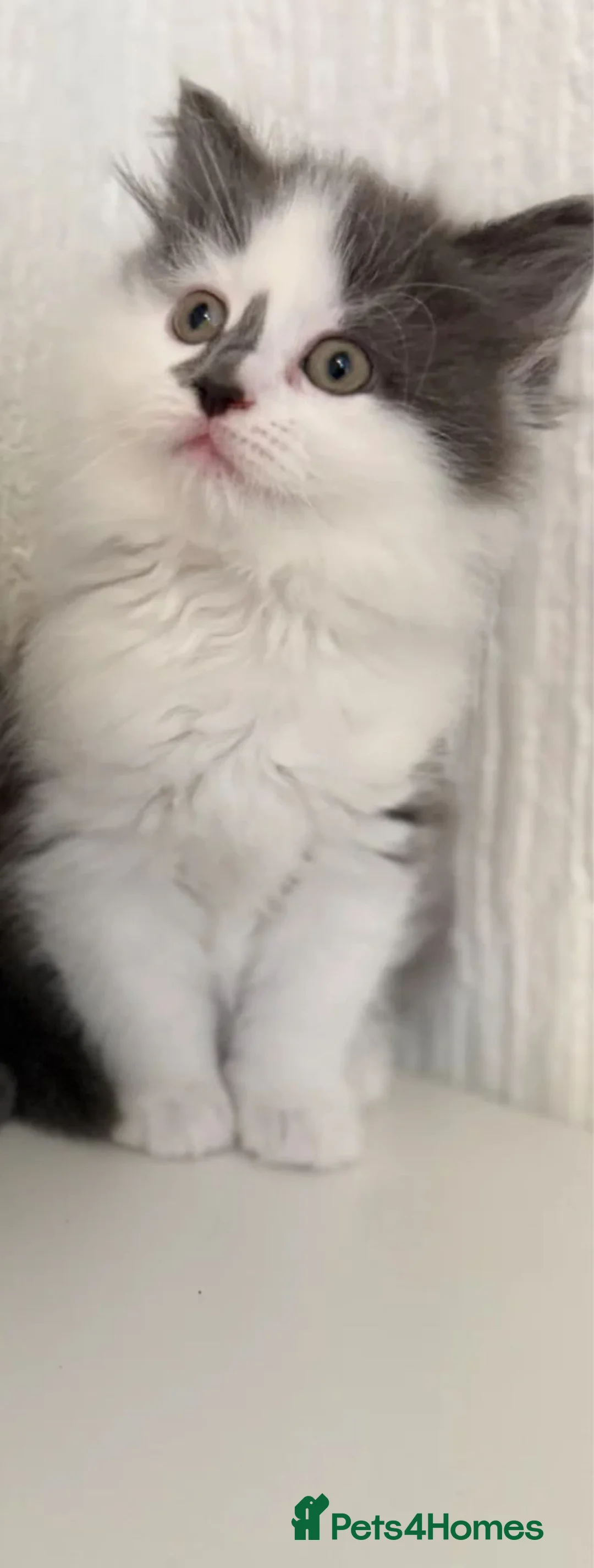 Mixed Breed cats for sale: Cute Ragdoll x British short hair kitten in Rochdale - Advert 2