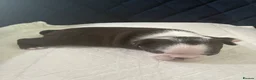 Boston Terrier dogs for sale: Boston for sale - Advert 8