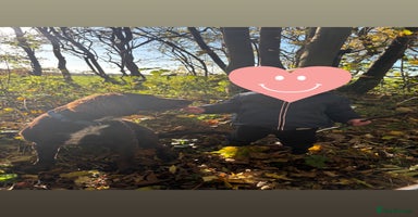 Springador dogs - Advert 10