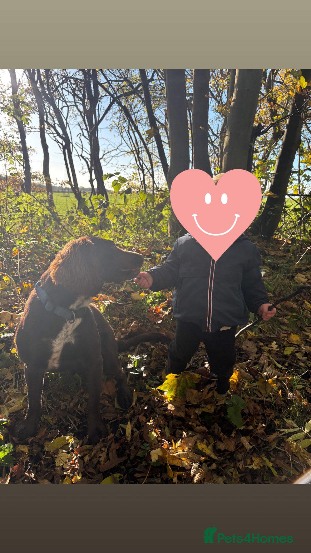 Springador dogs for sale: 2 year old Springador - Image 2