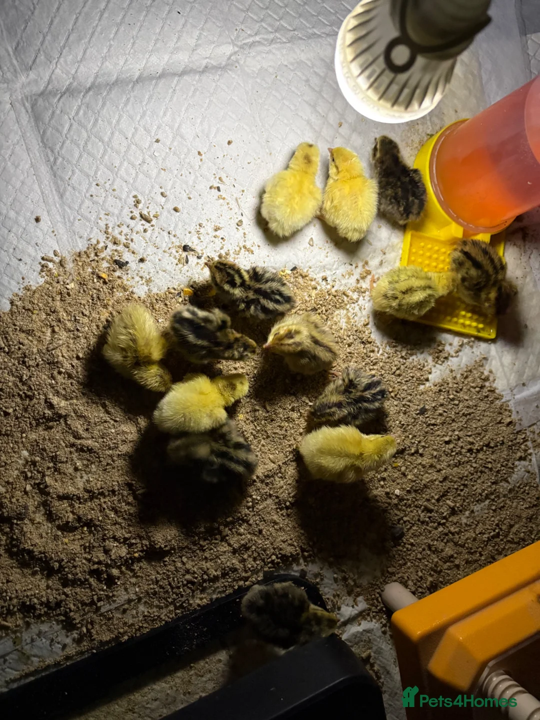 Quail poultry for sale: Quail - Advert 1
