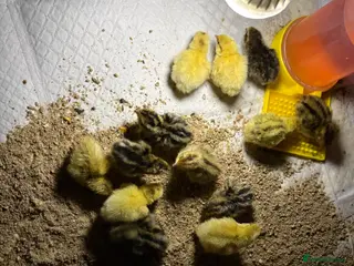 Quail poultry Quail - Advert 3