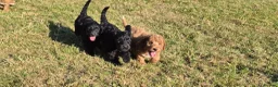 Cockapoo dogs for sale: Gorgeous cockapoos - Advert 13