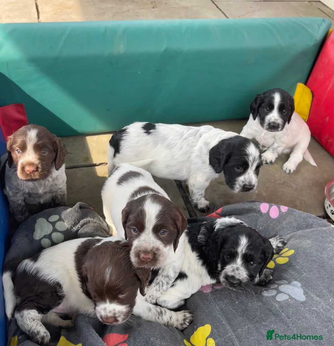 Sprocker dogs for sale: Sprocker Spaniel Puppies - Image 5