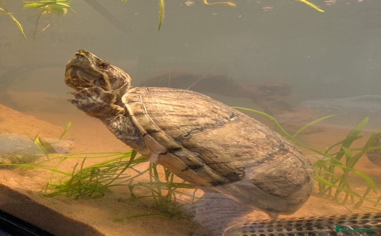 Turtle reptiles - Advert 10