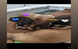 Cocker Spaniel dogs for sale: Stunning KC show cocker spaniels  - Image 32