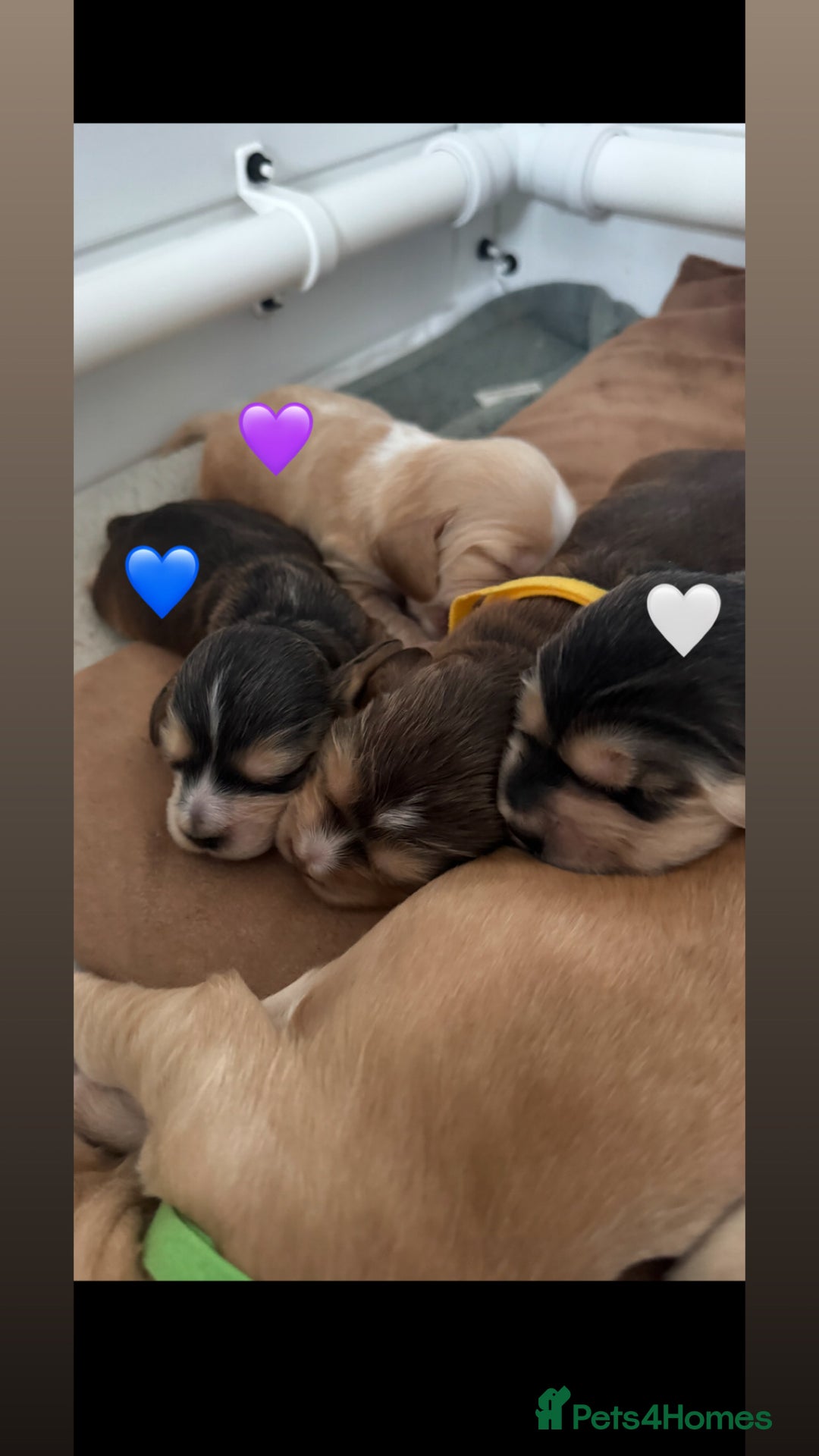 Cocker Spaniel dogs for sale: Stunning KC show cocker spaniels  - Image 32