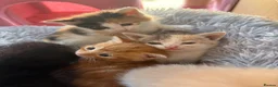 Mixed Breed cats for sale: Kittens for sale - Advert 7