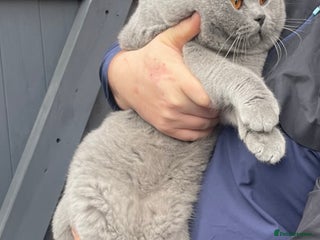 British Shorthair cats CHAMPION BLUE STUD EAST MIDLANDS in Derby - Advert 22