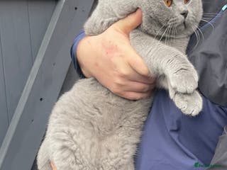 British Shorthair cats CHAMPION BLUE STUD EAST MIDLANDS in Derby - Advert 1