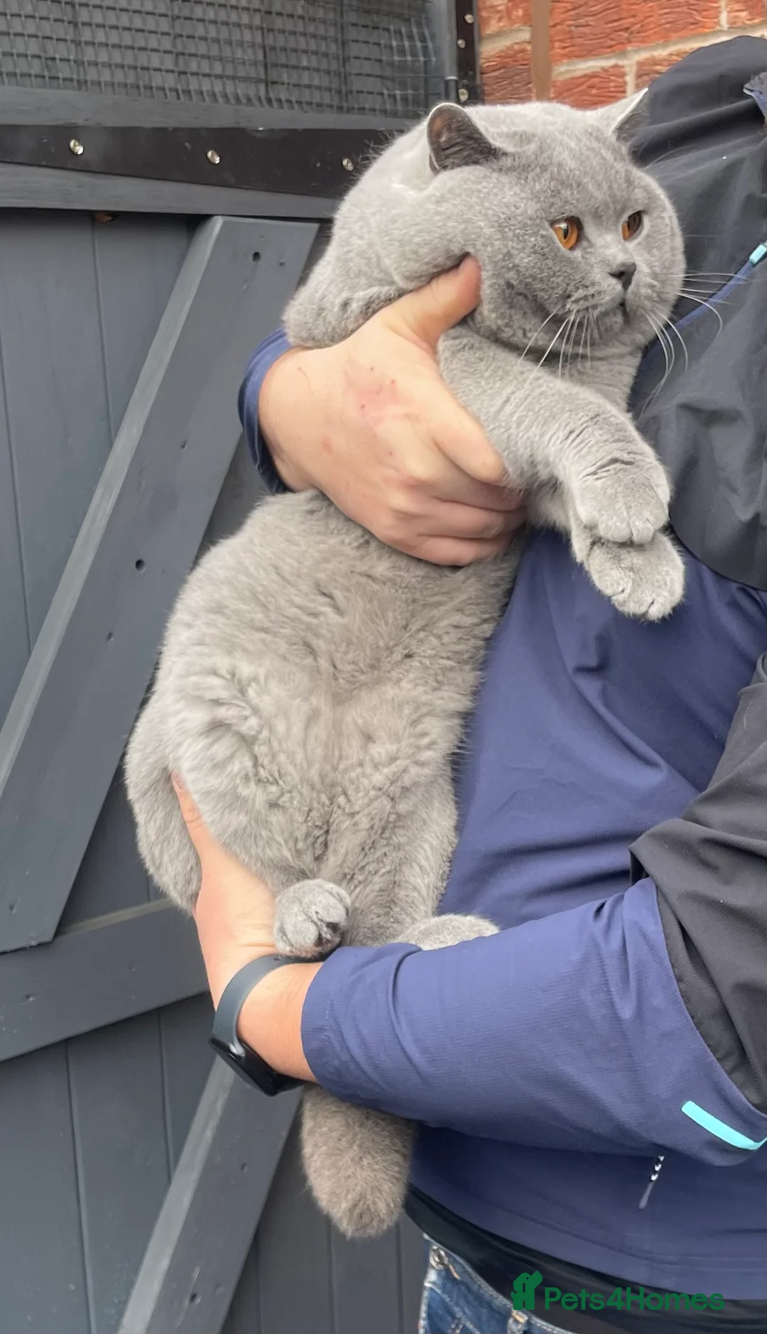 British Shorthair cats for stud: CHAMPION BLUE STUD EAST MIDLANDS  in Derby - Advert 1