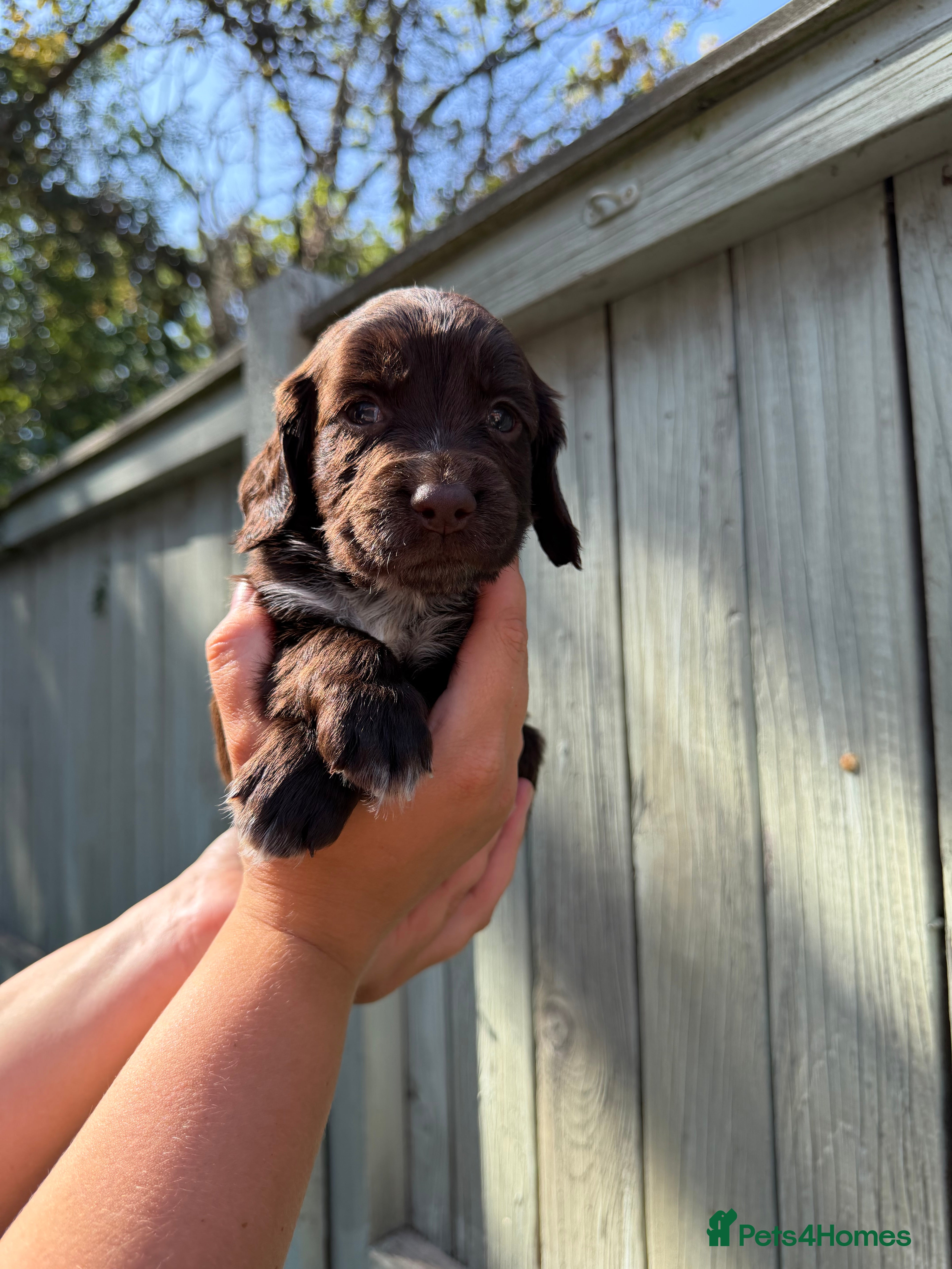 Sprocker dogs 8 Beautiful Sprocker Puppies for Sale  - Advert 2