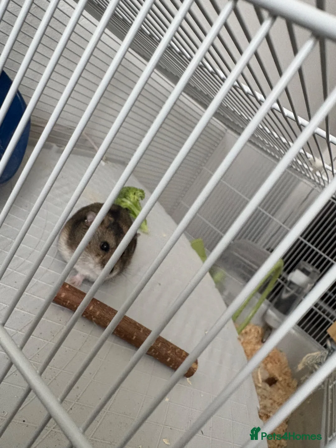 Hamster rodents for sale: Dwarf Hamster  in Glossop - Advert 2