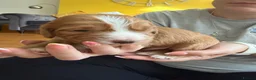 Mixed Breed dogs for sale: Beautiful Cockalier Puppies for Sale in Halifax - Advert 4