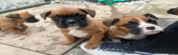 Boxer dogs for sale: Beautiful boxer puppies ❤️ - Advert 5