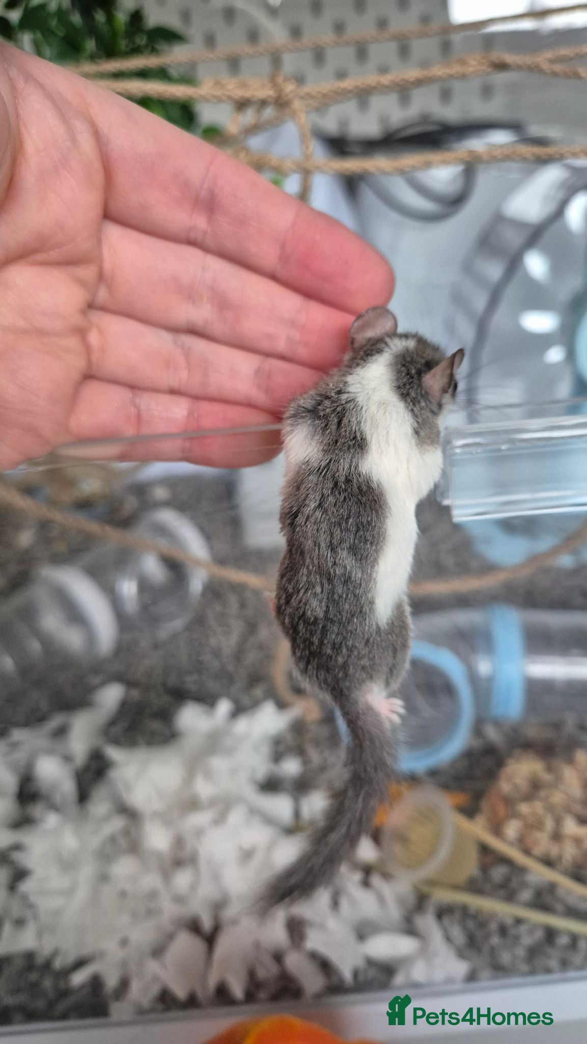 Mouse rodents 🐿️ Micro squirrels, African Pygmy dormouse mouse - Advert 9