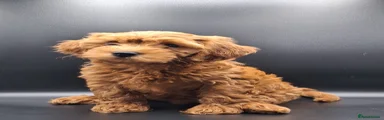 Cavapoo 7
