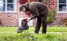 Cocker Spaniel dogs for sale: Champion bred working cocker spaniel - Image 10