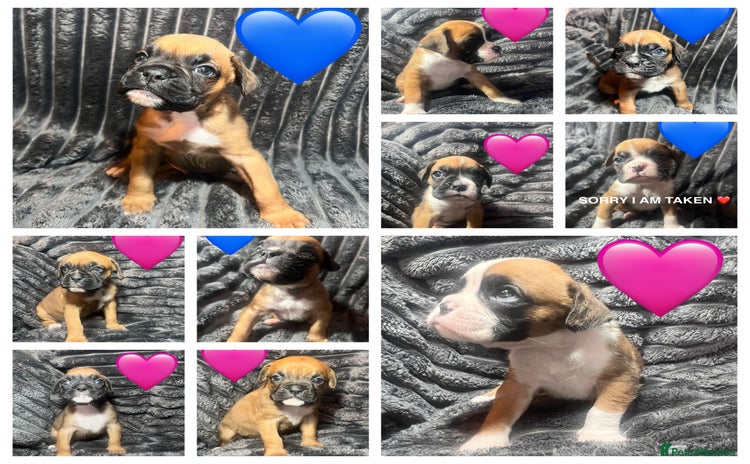Boxer dogs - Advert 1