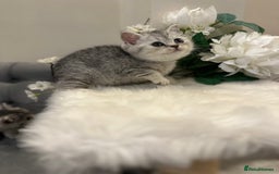 British Shorthair cats for sale: Silver Spotted Full Pedigree Registered BSH - Image 14