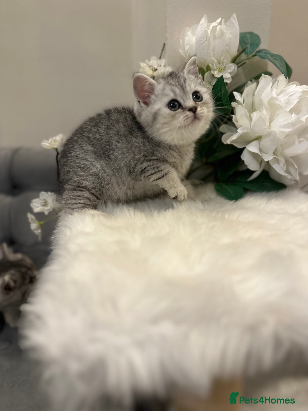 British Shorthair cats for sale: Silver Spotted Full Pedigree Registered BSH - Image 14