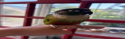 Conures birds for sale: Green cheek conure looking for new home - Advert 5