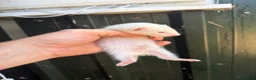 Ferret rodents for sale: Half micro ferrets they have taken the micro side  - Advert 4