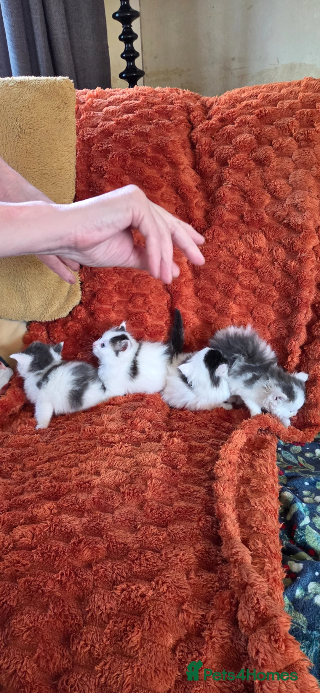 Mixed Breed cats for sale: Maine coon cross breed  - Advert 5