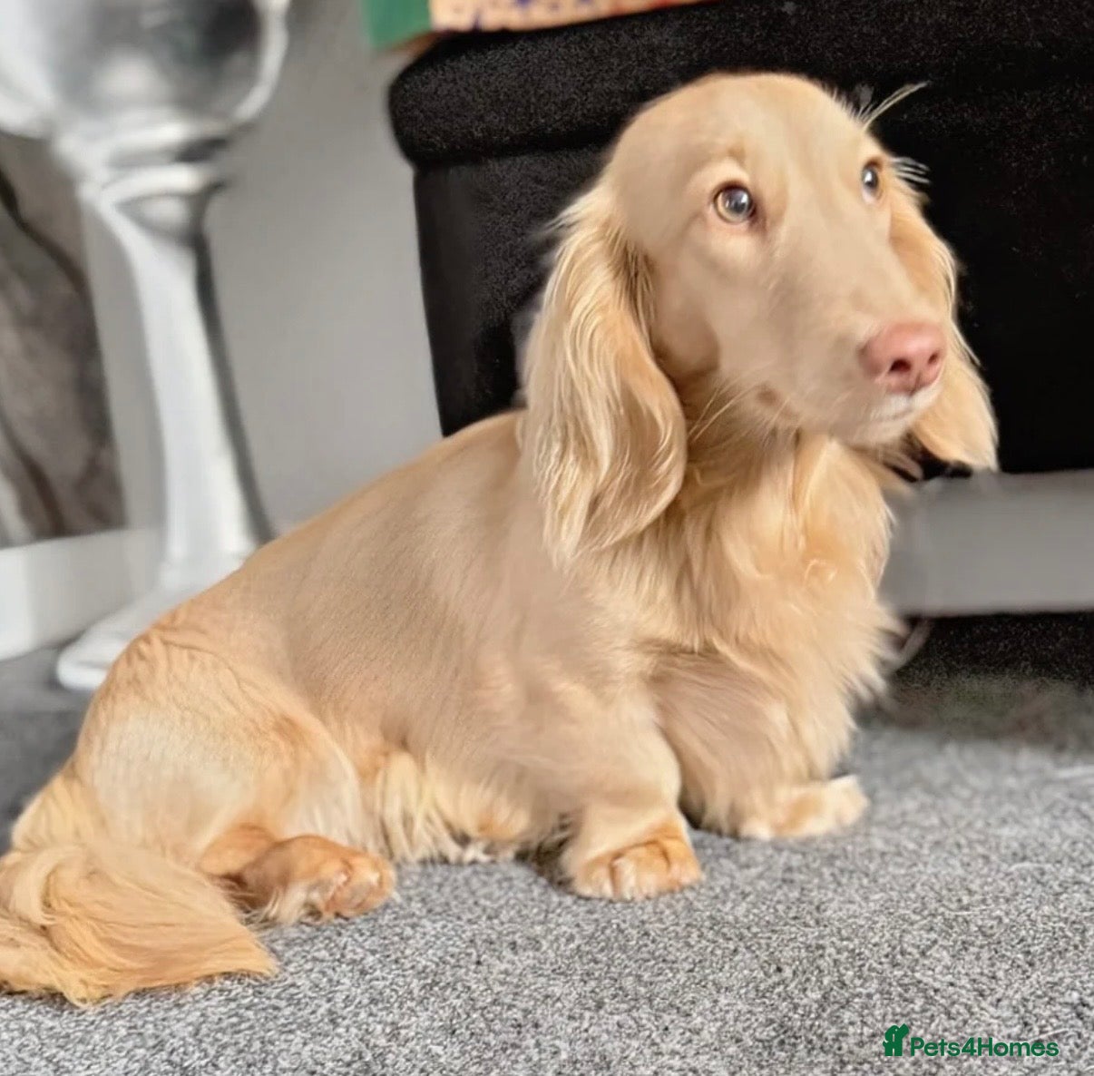 Miniature Dachshund dogs ⚡️Chocolate Mini Longhair Boys🐶 – Carry Cream - Advert 5