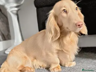 Miniature Dachshund dogs ⚡️Chocolate Mini Longhair Boys🐶 – Carry Cream - Advert 5