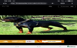 Rottweiler dogs for sale: Top quality European bloodlines rottweiler Puppies - Image 9