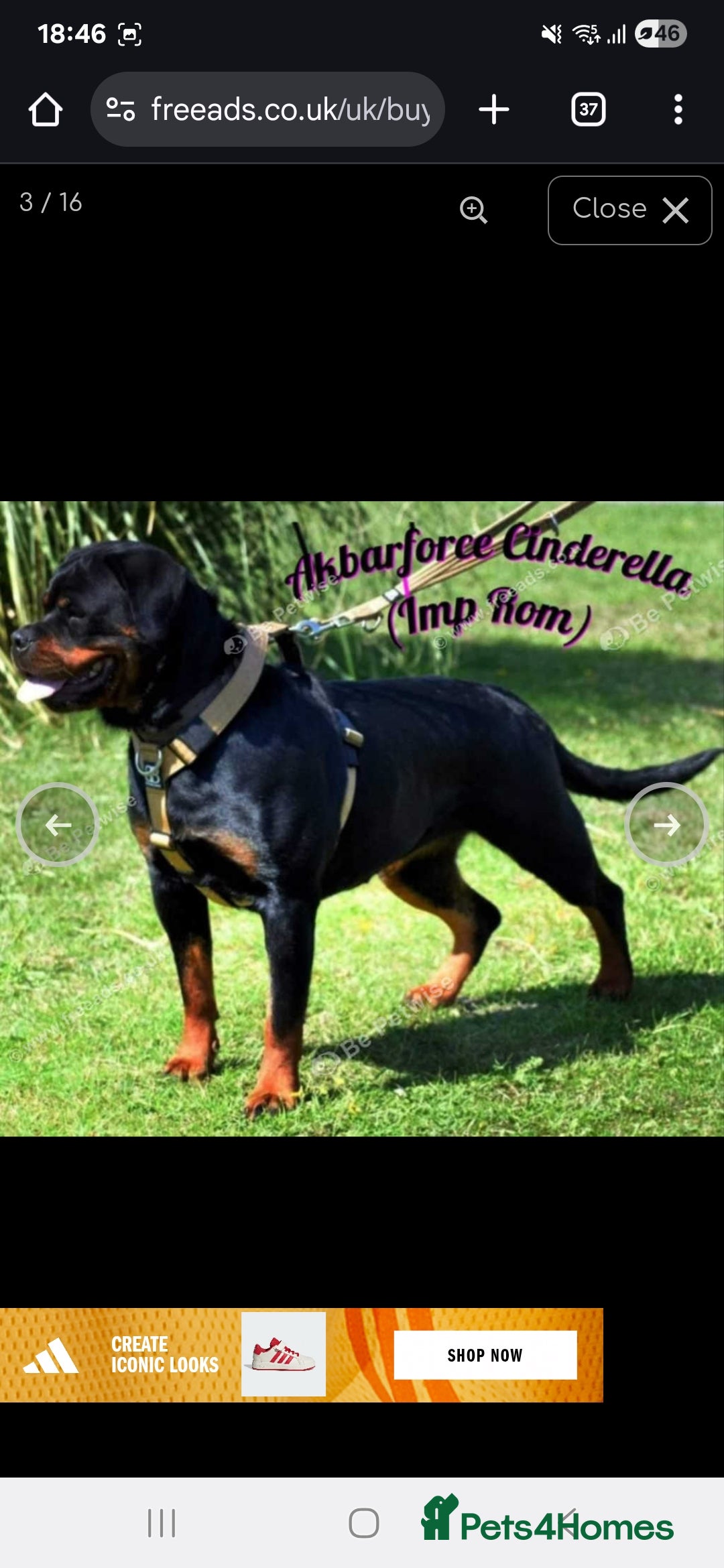 Rottweiler dogs for sale: Top quality European bloodlines rottweiler Puppies - Image 9