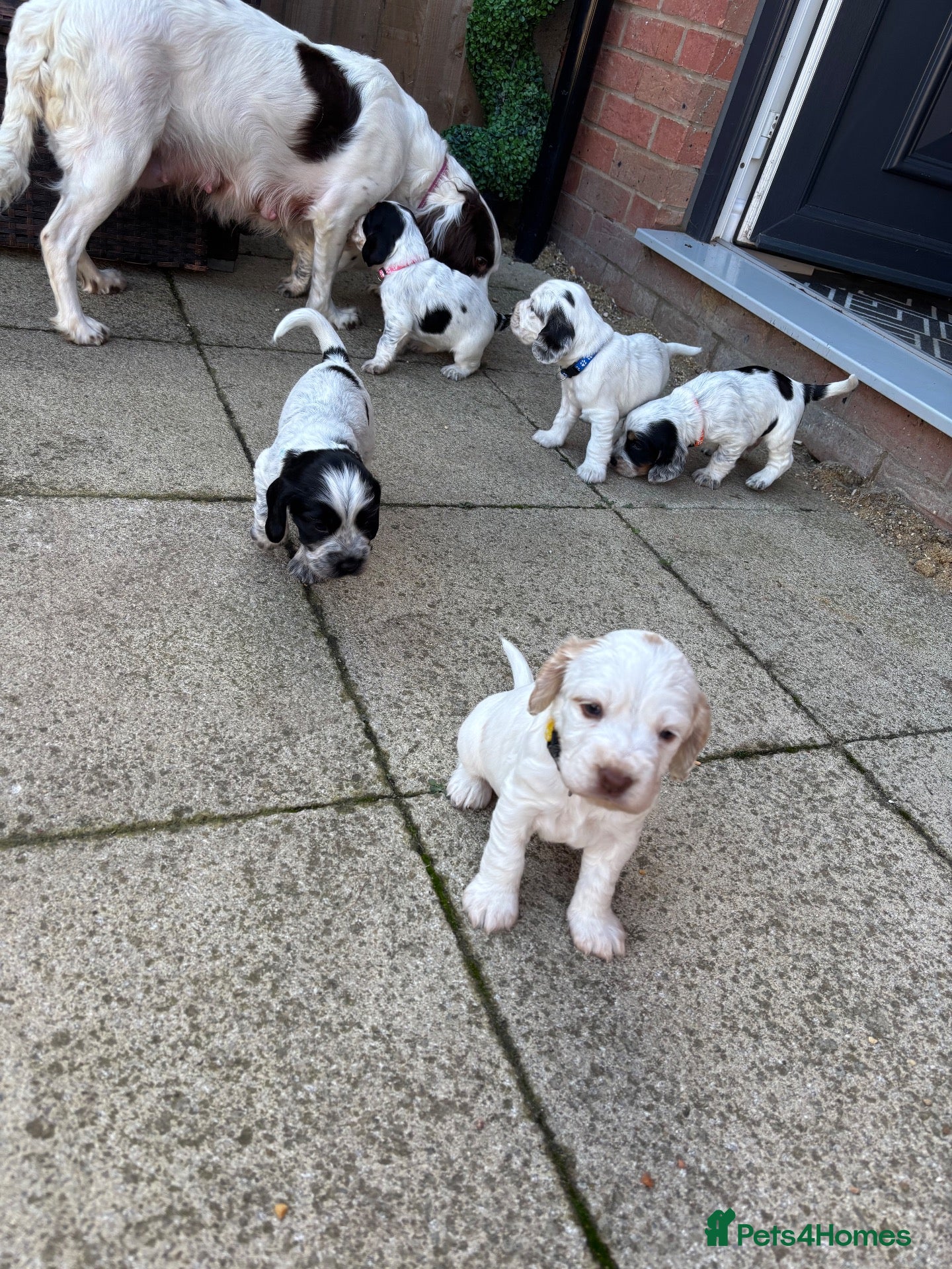 Sprocker dogs 6  beautiful sprocker cross puppy’s for sale - Advert 13