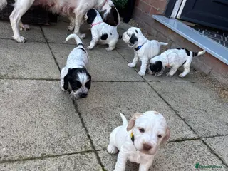 Sprocker dogs 6 beautiful sprocker cross puppy’s for sale - Advert 1