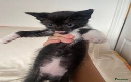 Mixed Breed cats for sale: Mixed Litter of 6 Kittens Different Personalities - Image 1