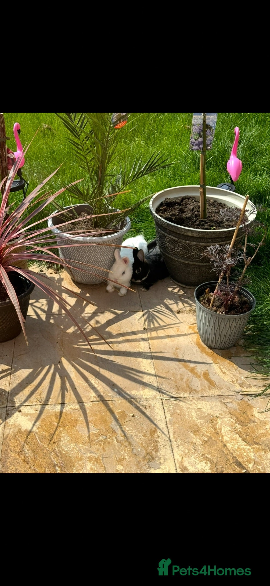 Netherland Dwarf rabbits Netherland Dwarf  Adults for sale  - Advert 8