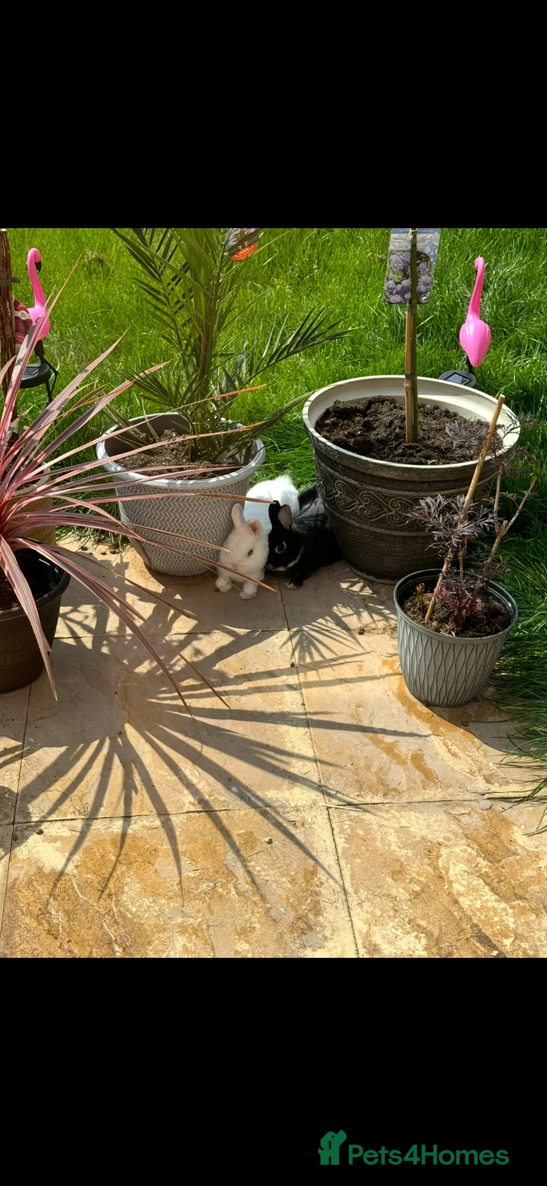 Netherland Dwarf rabbits for sale: Netherland Dwarf  Adults for sale  - Advert 1