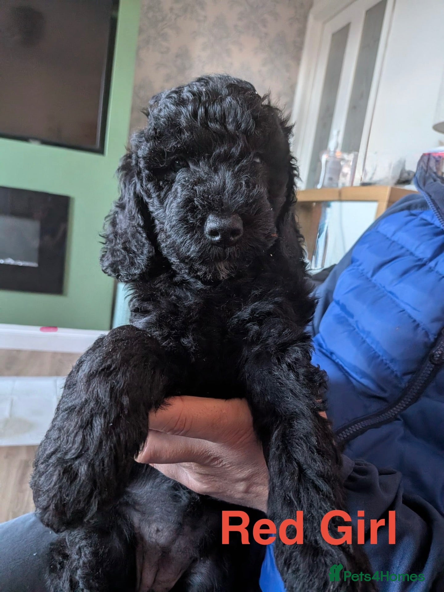 Goldendoodle dogs Goldendoodle puppies ready to leave ( 1 girl left) - Advert 4
