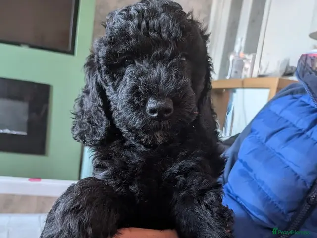 Goldendoodle dogs Goldendoodle puppies ready to leave ( 1 girl left) - Advert 7